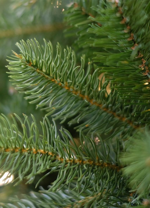 Van Der Gucht Feel Real® Bayberry® kunstkerstboom 152 cm - achterkant 2 groen